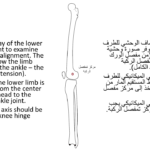 Normal alignment (30)