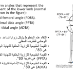 Normal alignment (37)
